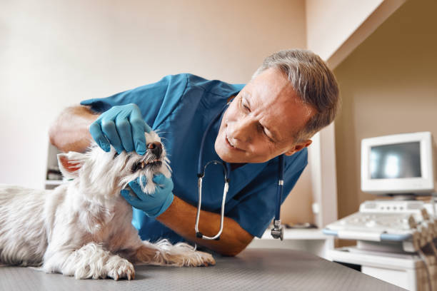 Best Emergency Dental Care for Abscessed Tooth in Ashland, CA